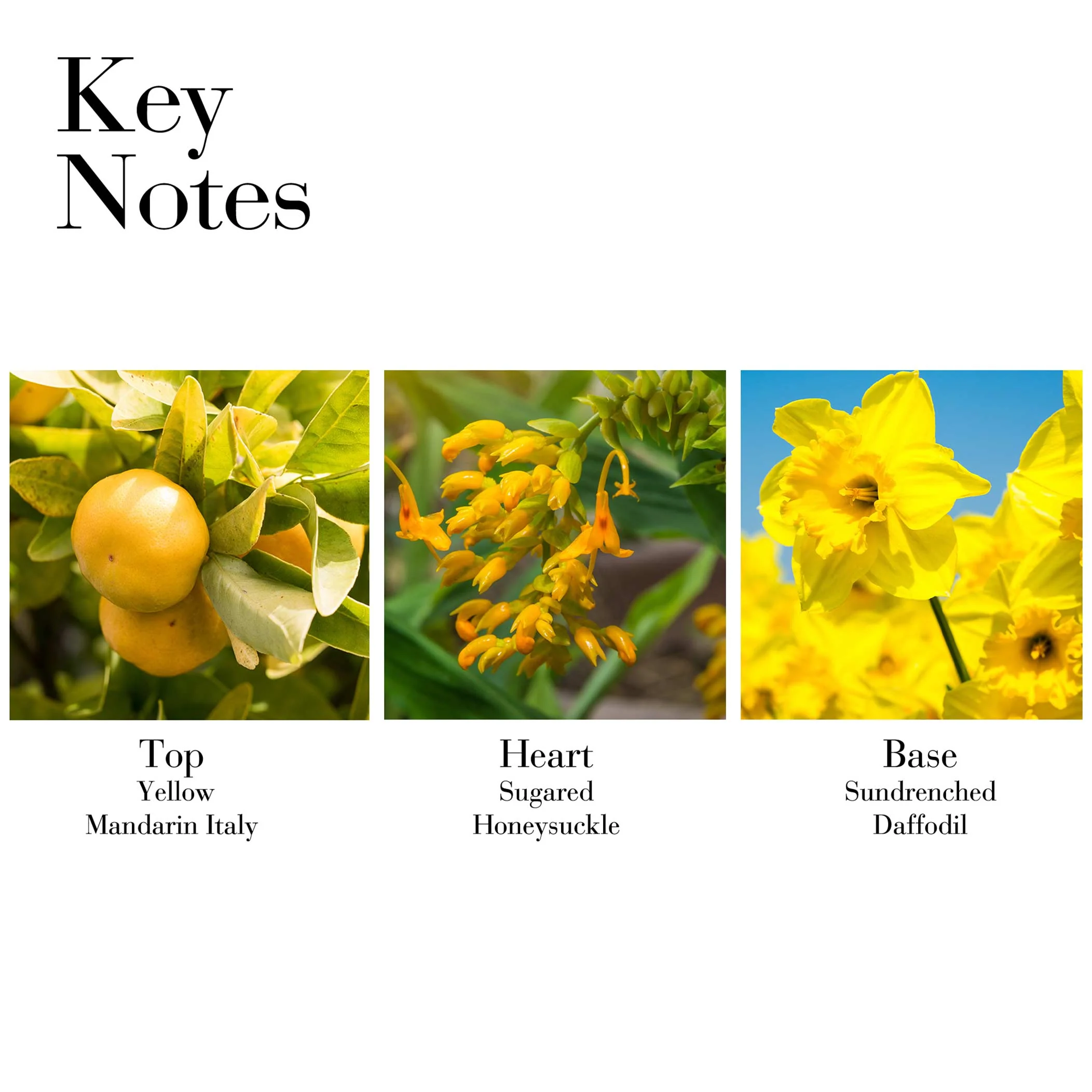 Sunflowers Sunrise Eau de Toilette Spray - Image 3